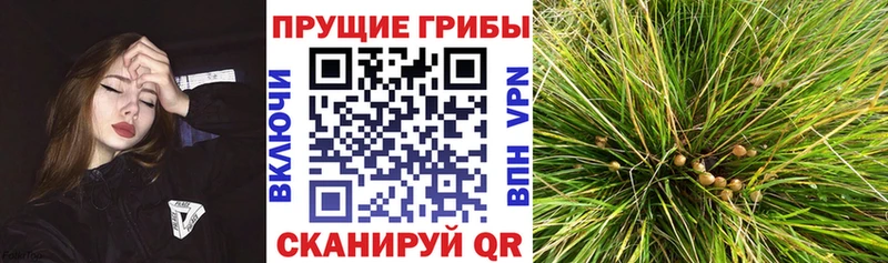Псилоцибиновые грибы Magic Shrooms  купить  цена  Северская 